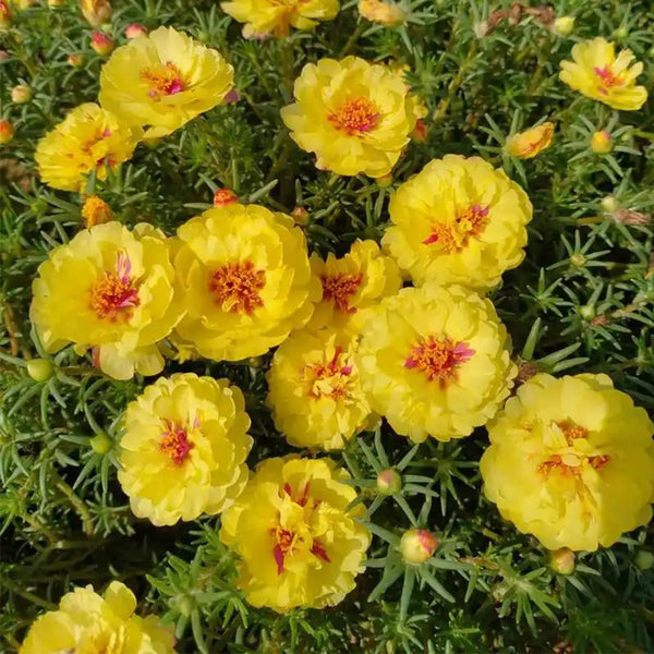 Hezhichun Yellow Moss-Rose Purslane Seeds, 1g