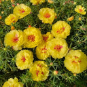 Hezhichun Yellow Moss-Rose Purslane Seeds, 1g