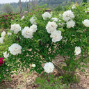 Purple-spotted Peony Mixed, 20 Seeds