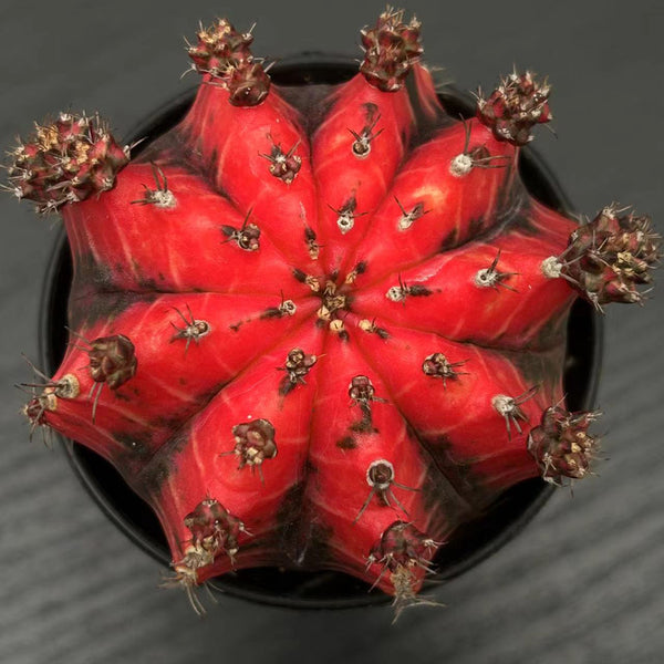 'Oil-Painted Peony' Red Live Cactus, 6-8cm