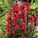 'Queen Victoria' Cardinal Flower, 10 Pelleted Seeds