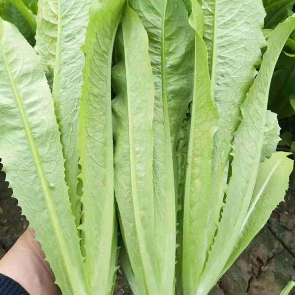 Crispy Youmai Cai Seeds, 10g
