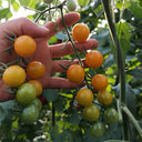 Charlotte Cherry Tomato, 5 Seeds