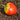 513 HeShPoLe Tomato, 5 Seeds