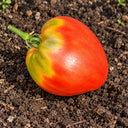513 HeShPoLe Tomato, 5 Seeds