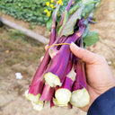 'Jiuhua' Flowering Stalk Seeds, 10g