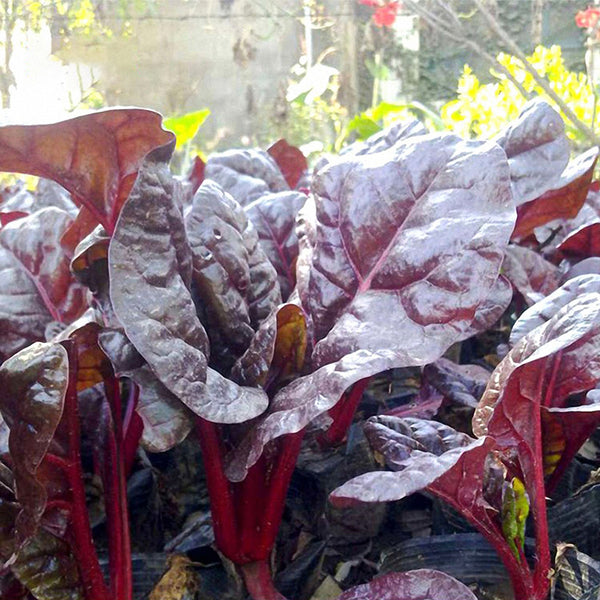 Red-Leaf Chard Seeds, 5g