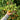 640 Dwarf Rebel Alliance Tomato, 5 Seeds