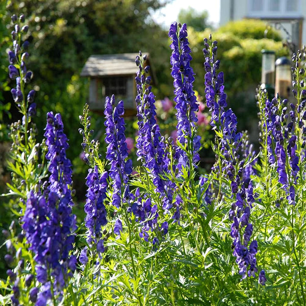 European Aconite, 10 Seeds