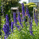 European Aconite, 10 Seeds