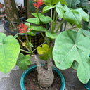Buddha Belly Plant, 5 Seeds