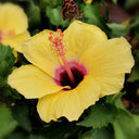 Pale Yellow Hibiscus, 20 Seeds