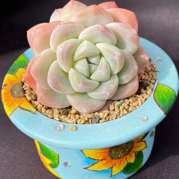 Echeveria 'Ice green', 3pcs x 1-head