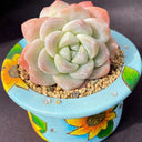 Echeveria 'Ice green', 3pcs x 1-head