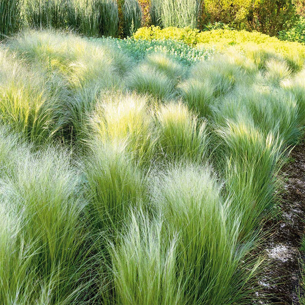Mexican Feathergrass, 50 Seeds