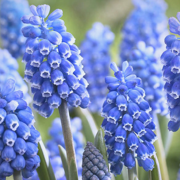Mixed Color Grape Hyacinth, 50 Seeds