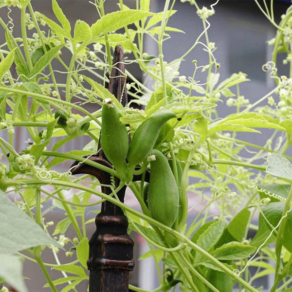Slipper Gourd Seeds, 50 Seeds