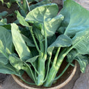 DaBao Chinese Kale Seeds, 10g