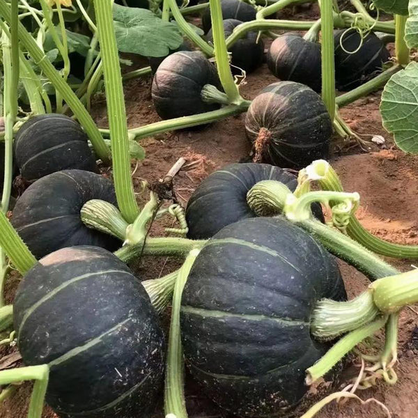 'Li Mei No. 1' Baby Pumpkin Seeds, 500 Seeds