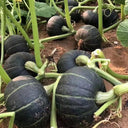 'Li Mei No. 1' Baby Pumpkin Seeds, 500 Seeds