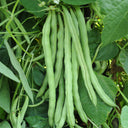 Huajun No.12 Kidney Bean Seeds, 10g