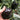 Black Fruit Sweet Pepper, 50 Seeds
