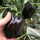 Black Fruit Sweet Pepper, 50 Seeds