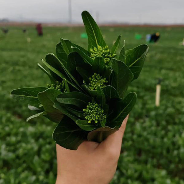 'Li Jian' 120-Day Sweet Choy Sum Seeds, 20g