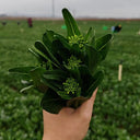 'Li Jian' 120-Day Sweet Choy Sum Seeds, 20g