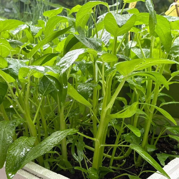 Trident Water Spinach Seeds, 20g