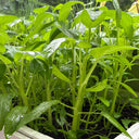 Trident Water Spinach Seeds, 20g