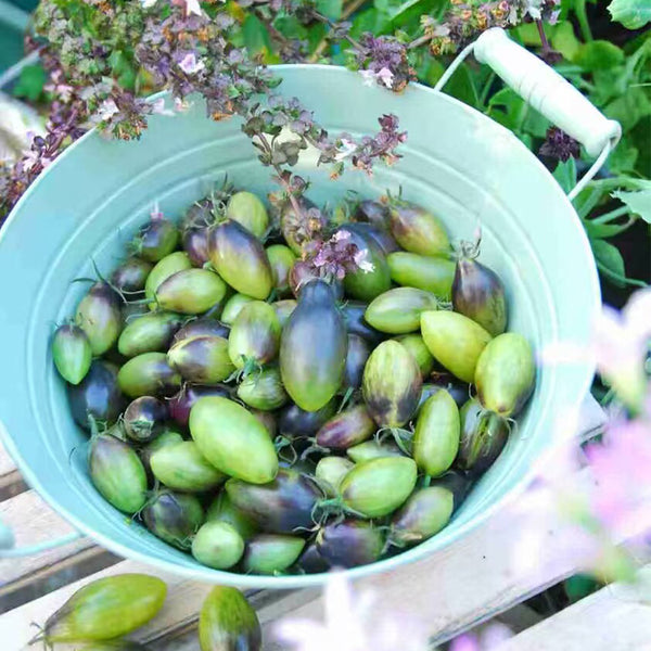 Crazy Gu Yuelin F4 Tomato, 5 Seeds