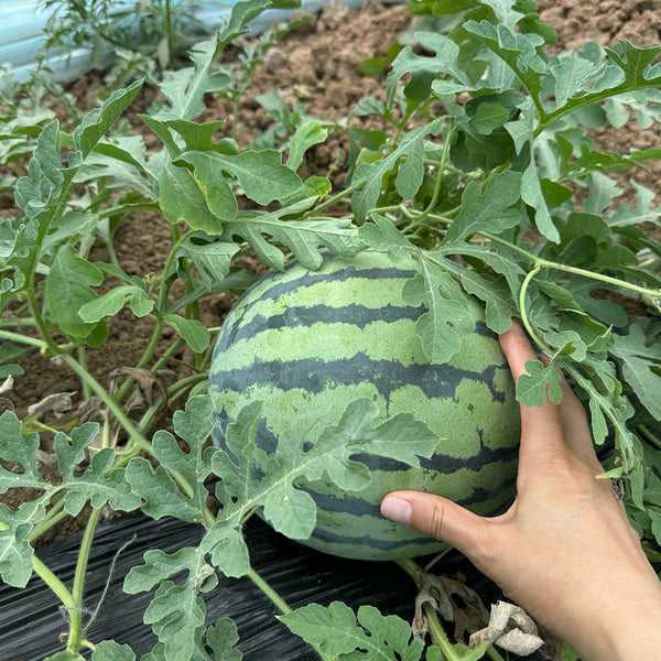 Rock Sugar Kirin No.2 Watermelon Seeds, pack of 50