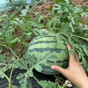 Rock Sugar Kirin No.2 Watermelon Seeds, pack of 50