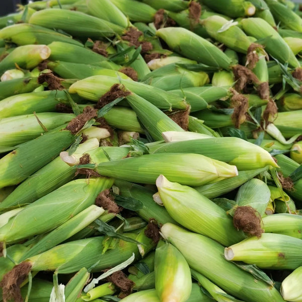 Jingkenuo 2000E Corn Seeds, 20g