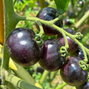Black Enchantress Fruit Tomato, 100 Seeds