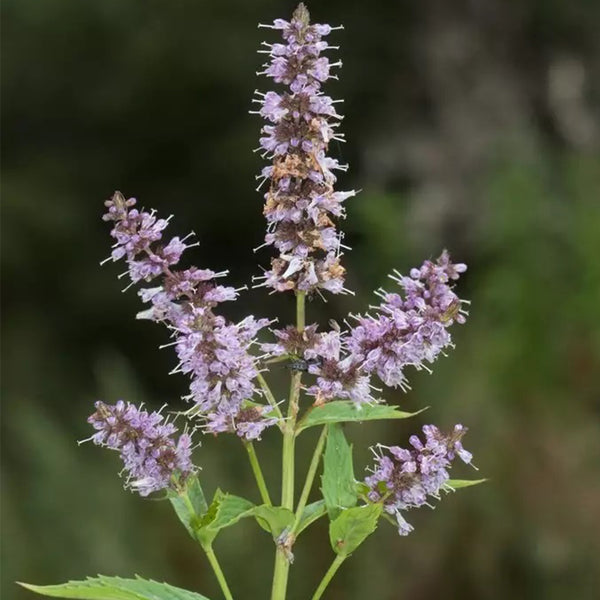 Spearmint Mint, 1000 Seeds