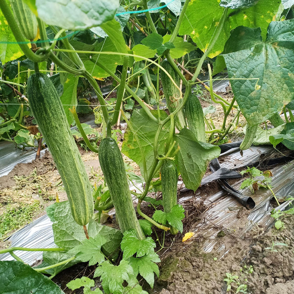Yanbai No.3 Cucumber Seeds, 10g
