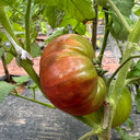 Cherokee Purple Tomato, 10 Seeds