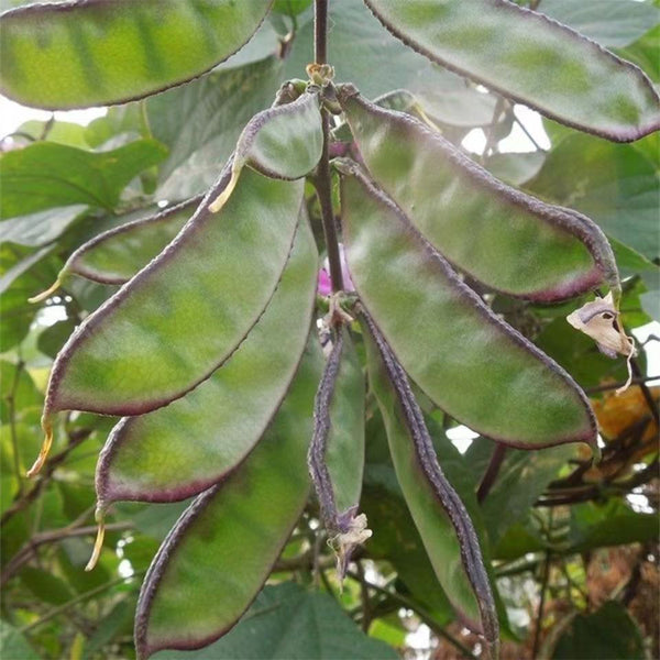 Hyacinth Bean Seeds, 5g Per Bag