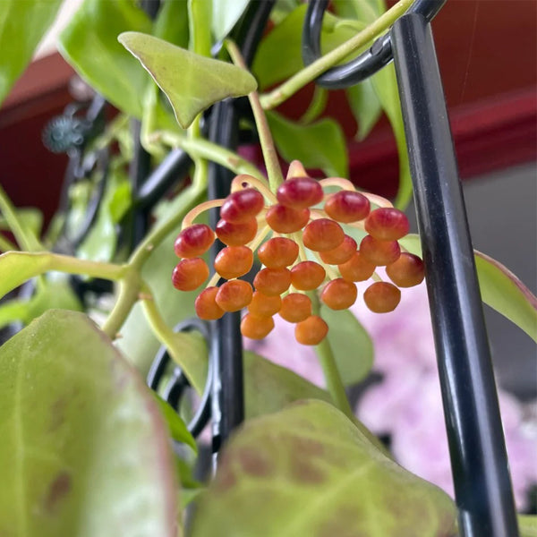 Hoya rosarioae, 5 Cuttings