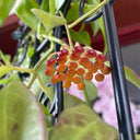 Hoya rosarioae, 5 Cuttings