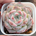 Echeveria cv. 'Moon Star', 3pcs x 1-head
