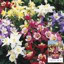 Hezhichun Aquilegia 'Cat's Paw Mix' Seeds, 1g