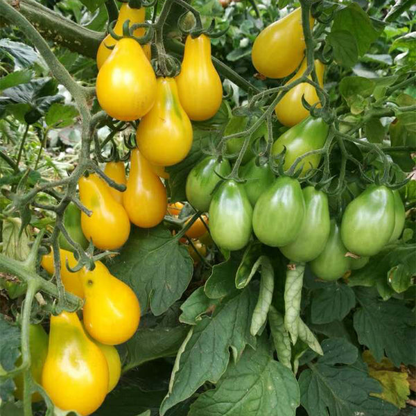 Yellow Pear Tomato Seeds, 100 Seeds