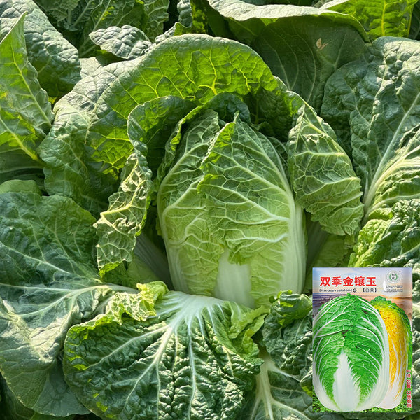 Double Season Golden Inlaid Jade Cabbage, 5g