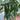 Meiren Chili Pepper Seeds, 50 Seeds