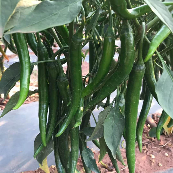 Meiren Chili Pepper Seeds, 50 Seeds