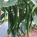Meiren Chili Pepper Seeds, 50 Seeds