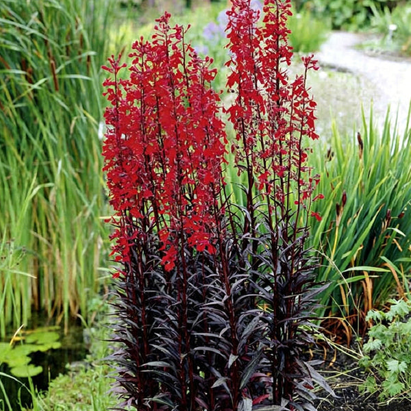 'Queen Victoria' Cardinal Flower, 10 Pelleted Seeds